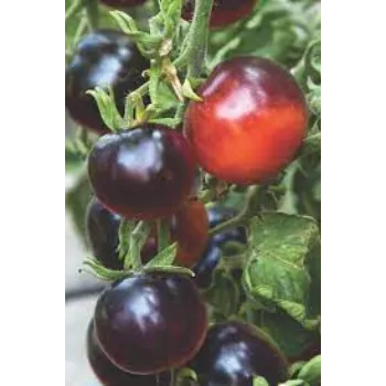 Flavorful Tomato Plant